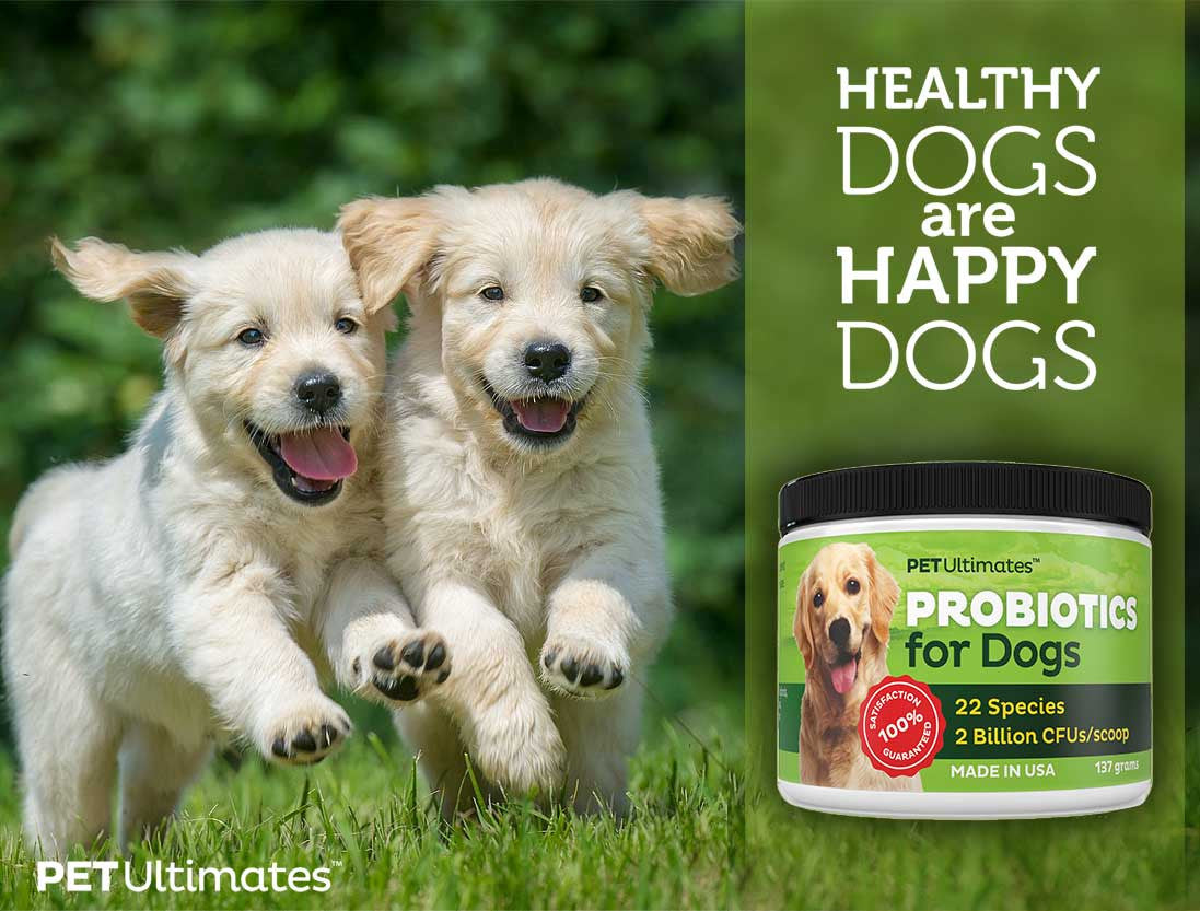 Pet ultimates probiotics for dogs outlet